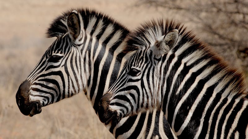 Zebras in the wild